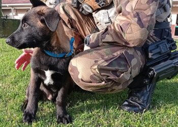 Conheça o Thor: o novo integrante K9 do 14º BPM de Jaraguá do Sul