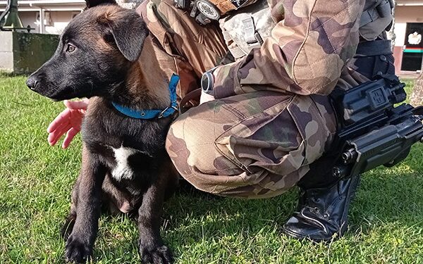 Conheça o Thor: o novo integrante K9 do 14º BPM de Jaraguá do Sul