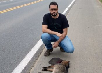 Fujama faz alerta sobre atropelamentos de animais silvestres