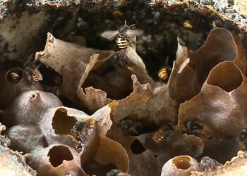 Parque da Inovação terá projeto experimental de abelhas sem ferrão