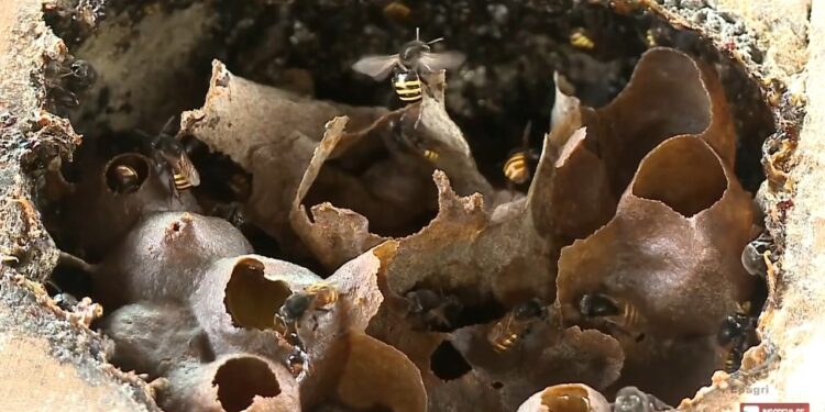 Parque da Inovação terá projeto experimental de abelhas sem ferrão