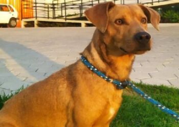 Nova feira de adoção de animais ocorre neste sábado (25) em Jaraguá do Sul