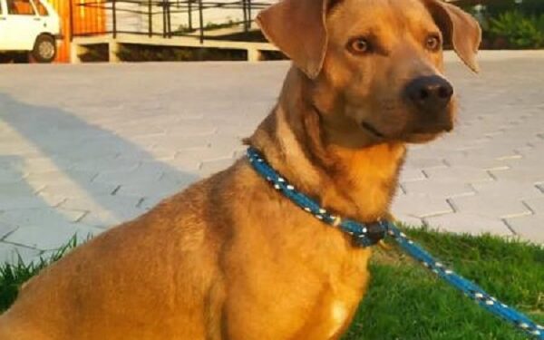 Nova feira de adoção de animais ocorre neste sábado (25) em Jaraguá do Sul