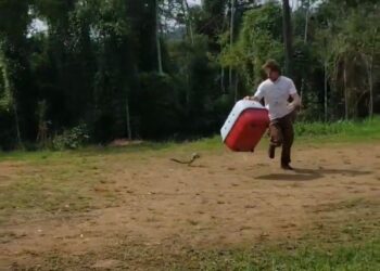 [Vídeo] lagarto é resgatado em motor de carro da Prefeitura de Jaraguá do Sul