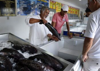 Doença “urina preta” pode estar relacionada a consumo de frutos do mar