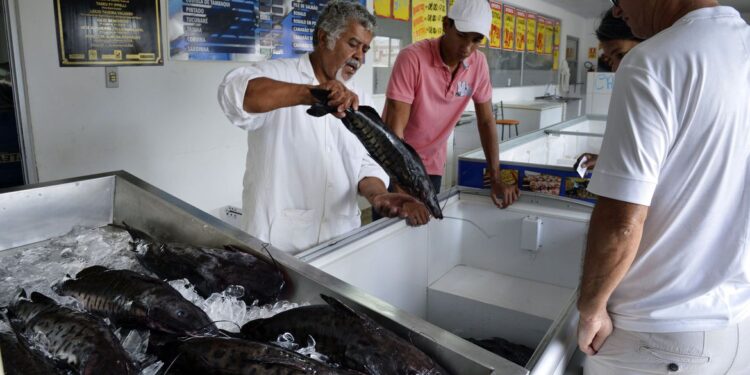 Doença “urina preta” pode estar relacionada a consumo de frutos do mar