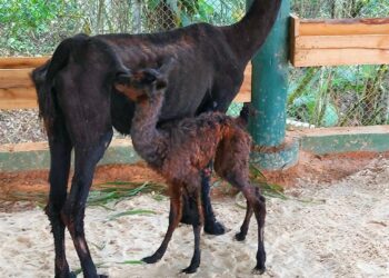 [Vídeo] Nasce filhote de Lhama no Pico Malwee