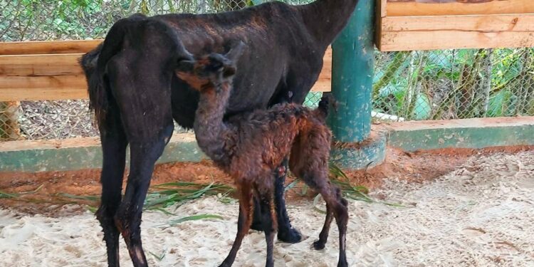 [Vídeo] Nasce filhote de Lhama no Pico Malwee