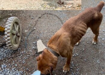 Dois cães em situação de maus-tratos são resgatados em Jaraguá do Sul