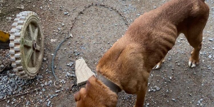 Dois cães em situação de maus-tratos são resgatados em Jaraguá do Sul