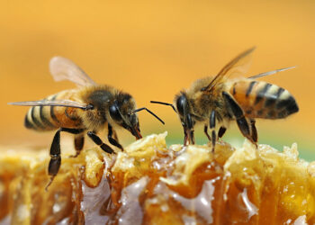 Três crianças e uma mulher são socorridas após ataque de abelhas em Guaramirim