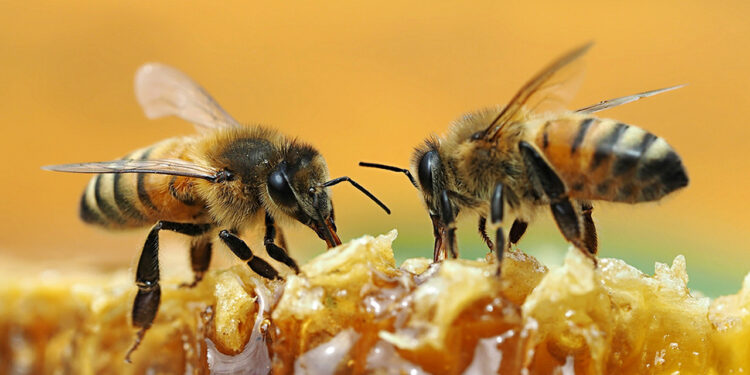 Três crianças e uma mulher são socorridas após ataque de abelhas em Guaramirim