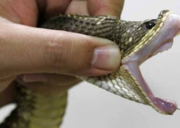 Idoso é picado por cobra jararaca em Schroeder