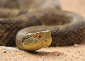 [Fotos] Número de cobras capturadas em Jaraguá do Sul aumenta
