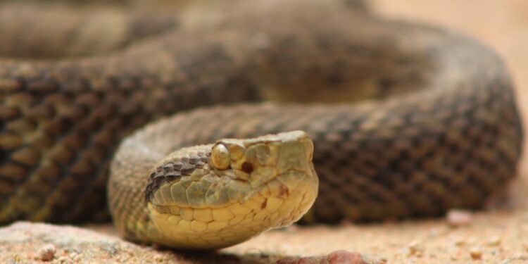 [Fotos] Número de cobras capturadas em Jaraguá do Sul aumenta