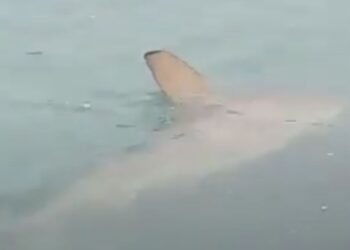 Tubarão é visto em Balneário Camboriú