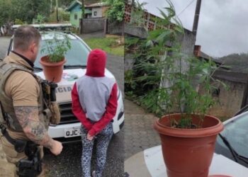 Mulher é presa com pés de maconha em Jaraguá do Sul