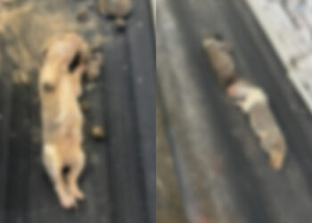 Crueldade! Três cachorrinhos são encontrados em sacos de lixo em Jaraguá do Sul