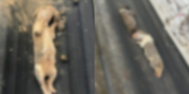 Crueldade! Três cachorrinhos são encontrados em sacos de lixo em Jaraguá do Sul