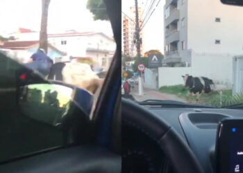[Vídeo] Vaca invade pista e “atropela” motociclista em SC