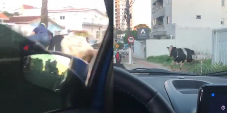 [Vídeo] Vaca invade pista e “atropela” motociclista em SC