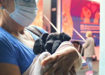 Mais de 350 animais serão castrados em Jaraguá do Sul