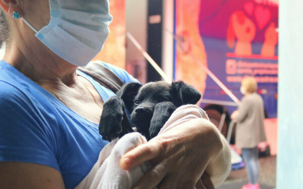 Mais de 350 animais serão castrados em Jaraguá do Sul