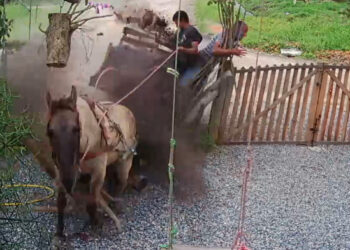 Vídeo: Charrete desgovernada invade casa em Balneário Barra do Sul