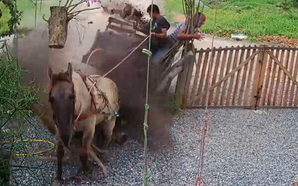 Vídeo: Charrete desgovernada invade casa em Balneário Barra do Sul