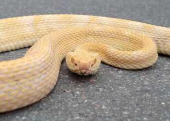 Fotos: Jararaca albina é encontrada em portão de casa em Jaraguá do Sul