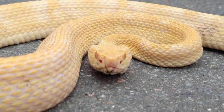 Fotos: Jararaca albina é encontrada em portão de casa em Jaraguá do Sul
