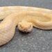 Fotos: Jararaca albina é encontrada em portão de casa em Jaraguá do Sul