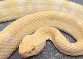 Fotos: Jararaca albina é encontrada em portão de casa em Jaraguá do Sul