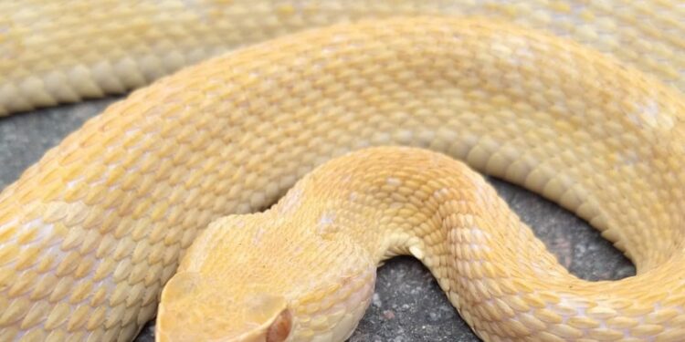 Fotos: Jararaca albina é encontrada em portão de casa em Jaraguá do Sul