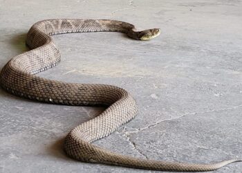 Jararaca com 1,30 metro e filhote de cachorro-do-mato são resgatados em Jaraguá do Sul