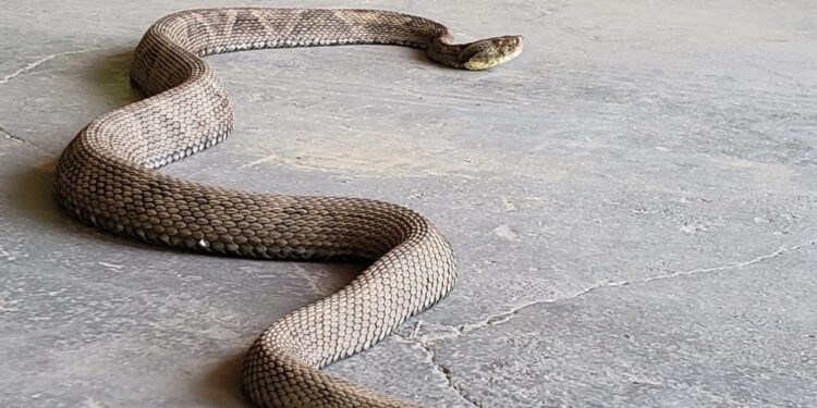 Jararaca com 1,30 metro e filhote de cachorro-do-mato são resgatados em Jaraguá do Sul