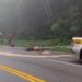 Motociclista morre em acidente na Serra Dona Francisca, em Joinville