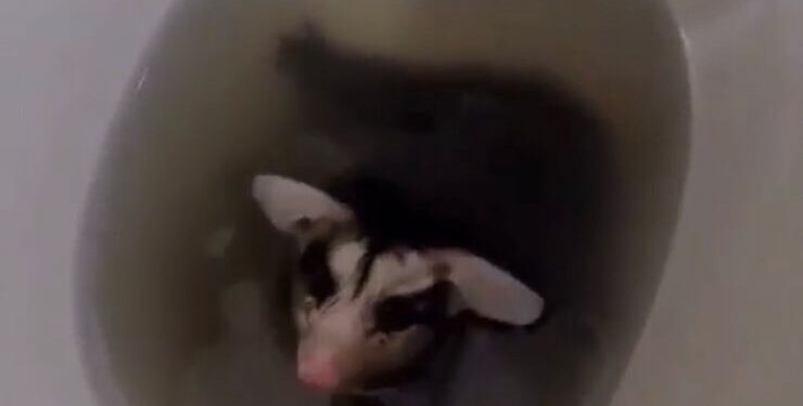 Filhote de gambá é visto em privada de empresa em Jaraguá do Sul