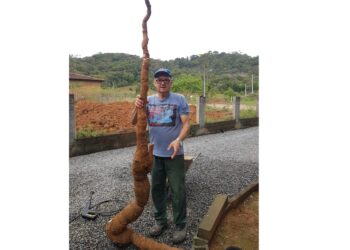 [Vídeo] Agricultor de Schroeder colhe mandioca gigante