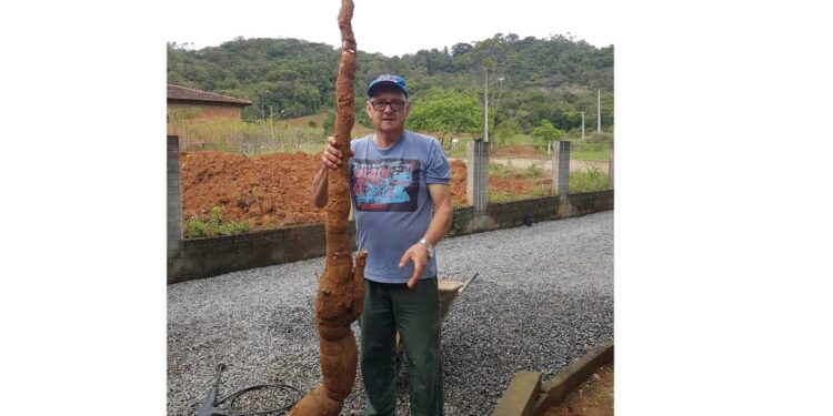 [Vídeo] Agricultor de Schroeder colhe mandioca gigante