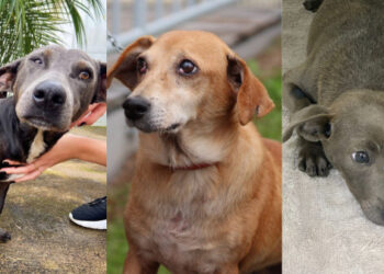 Feira de Adoção de Animais ocorre neste sábado (16) em Guaramirim