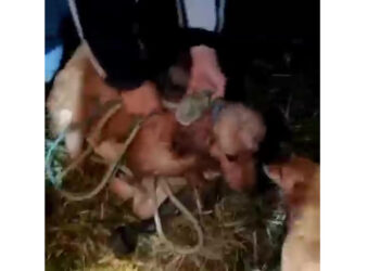 [Vídeo] Crianças comemoram o resgate de um cão de bueiro em São Francisco do Sul