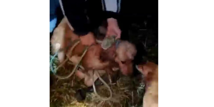 [Vídeo] Crianças comemoram o resgate de um cão de bueiro em São Francisco do Sul