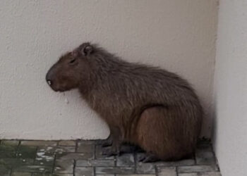 Capivara ferida morre após ser resgatada no centro de Jaraguá do Sul