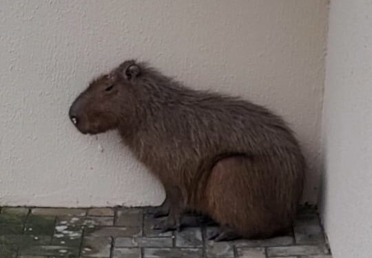 Capivara ferida morre após ser resgatada no centro de Jaraguá do Sul