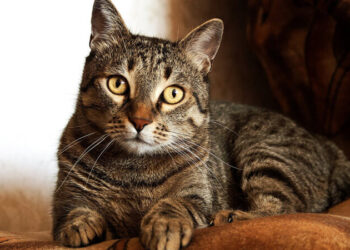 Gato é “denunciado” após invadir residência e causar sujeira e danos em Guaramirim