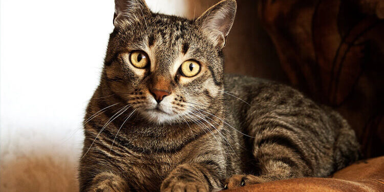 Gato é “denunciado” após invadir residência e causar sujeira e danos em Guaramirim