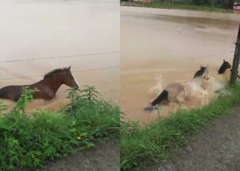 [Vídeo] Cavalos são resgatados após rio transbordar em Guaramirim