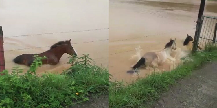 [Vídeo] Cavalos são resgatados após rio transbordar em Guaramirim