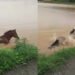 [Vídeo] Cavalos são resgatados após rio transbordar em Guaramirim